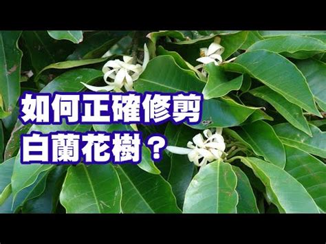 玉蘭花樹英文